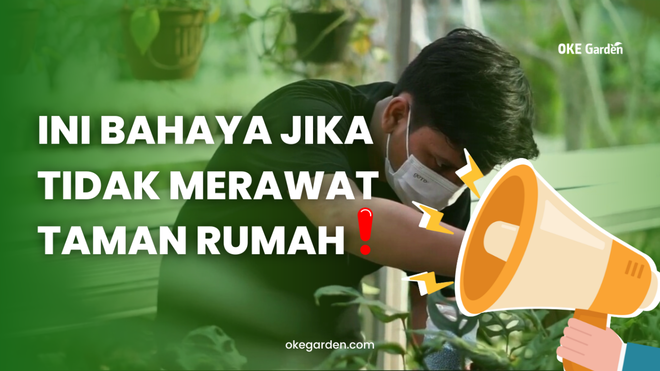 Cover artikel Bahaya Tidak Merawat Tanaman Rumah