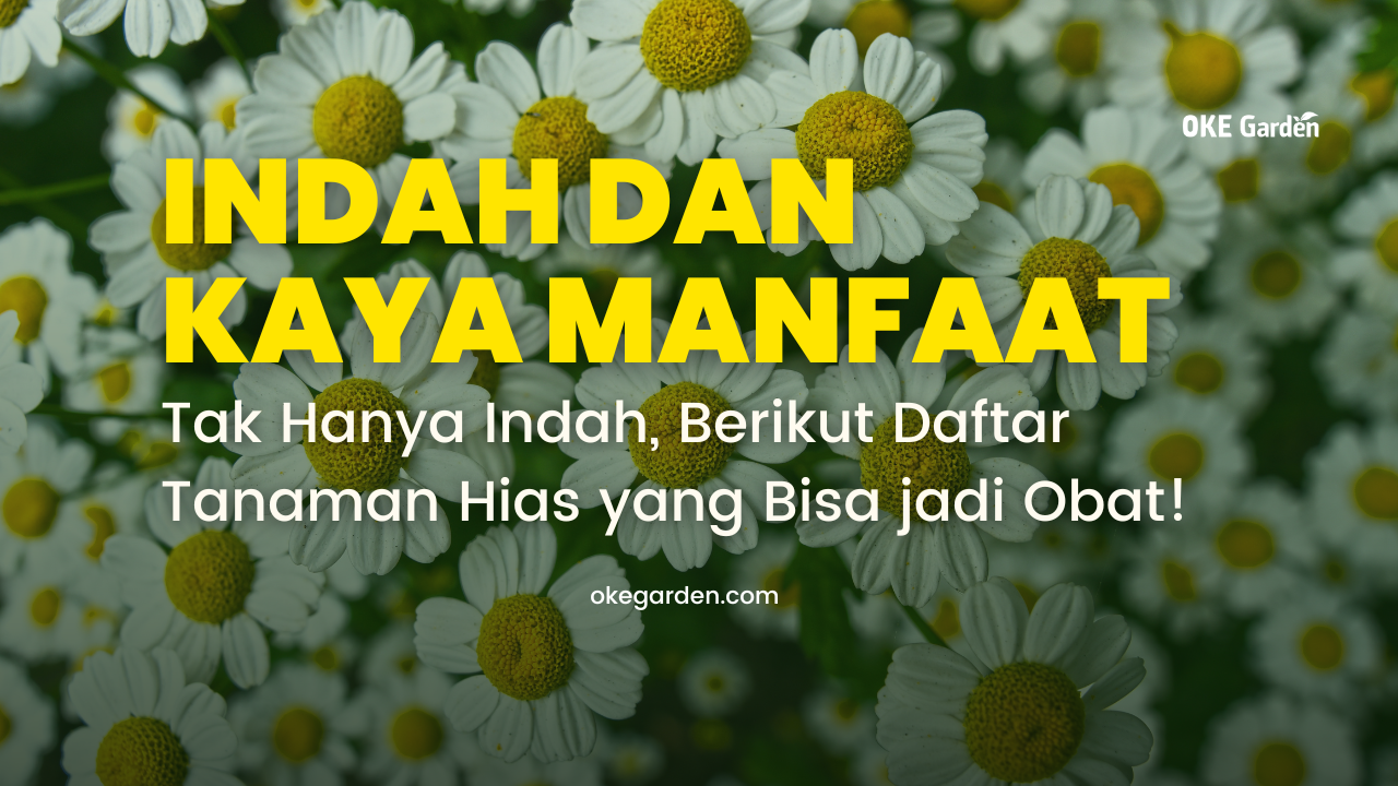 Tak Hanya Indah, Berikut Daftar Tanaman Hias yang Bisa jadi Obat!